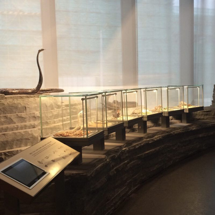 Gantry profile luminaries Column lighting bar in Natural History Museum
